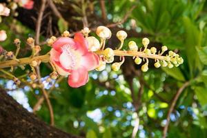 flor de bala de cañón couroupita guianensis en el árbol foto