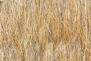 Dry paddy rice photo