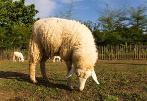 Sheep grazing   in the farm photo