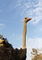retrato de avestruz foto