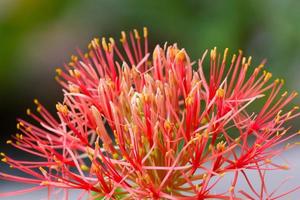 Powder puff lily photo