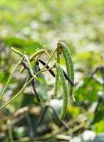 Green Mung bean crop in agriculture field photo