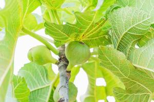 Ripped fig on the tree photo