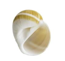 Close up Marine sea shell isolated photo