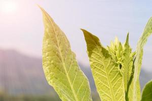 Nicotiana tabacum  herbaceous plant photo