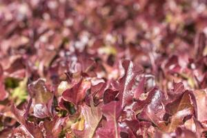 Lettuce in hydroponic vegetable plant photo