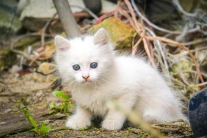 White playful kitten outdoor photo