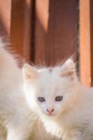 White playful kitten outdoor photo