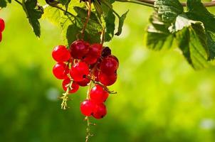 grosella grosella roja fruta rojo frutos rojos jardín comida dulce foto