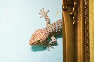 un gran gecko se aferra a una pared de cemento y vive detrás de un marco de fotos. foto