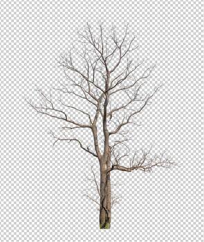 Dead Tree on transparent picture background with clipping path, single tree with clipping path and alpha channel photo