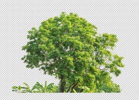 Tree isolated on transparent background. photo