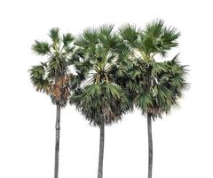 Palm tree group. High resolution tree landscape isolated on white background for print and web page with cut paths and alpha channels. photo