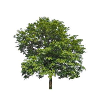 Trees that are isolated on a white background are suitable for both printing and web pages photo