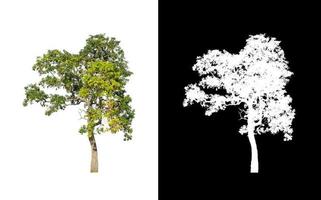 tree isolated on white background with clipping path and alpha channel photo