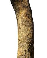 Trunk of a Tree Isolated On White Background photo
