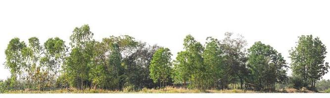 árboles verdes aislados en fondo blanco.son bosques y follaje en verano tanto para impresión como para páginas web con ruta de corte y canal alfa foto