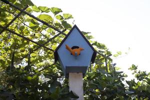 la casa de pájaros es una casa de pájaros hecha por el hombre para que vivan los pájaros y simboliza a los pájaros que viven en el jardín del agricultor, construida y modelada para parecerse a la naturaleza que permite que los pájaros vivan, construyan nidos foto