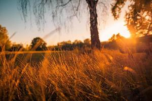 Abstract warm autumn landscape of dry wildflowers grass meadow golden hour sunset sunrise time. Tranquil autumn fall nature closeup background. Dreamy peaceful countryside, sun beams blurred trees photo