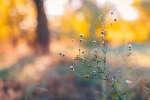 paisaje de campo de puesta de sol de enfoque suave abstracto de flores blancas silvestres pradera de hierba cálida hora dorada puesta de sol hora del amanecer. tranquilo primavera verano naturaleza primer plano y fondo de bosque borroso. naturaleza idílica foto