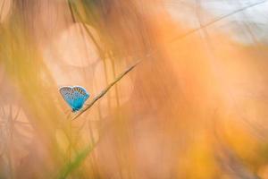 campo de pradera de naturaleza al atardecer con mariposa como concepto de fondo de otoño de primavera. hermoso prado de hierba seca puesta de sol escénica. increíble inspirar primer plano de la naturaleza. colores naturales de belleza, macro de fantasía de ensueño foto