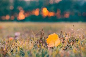 Autumn colorful bright leaves on meadow field with forest trees in autumnal park background. Blurred bokeh sunset light, autumn colorful foliage, fall backdrop. Idyllic nature photo