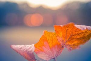 Autumn colorful bright leaves on meadow field with forest trees in autumnal park background. Blurred bokeh sunset light, autumn colorful foliage, fall backdrop. Idyllic nature photo