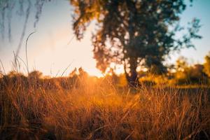 Abstract warm autumn landscape of dry wildflowers grass meadow golden hour sunset sunrise time. Tranquil autumn fall nature closeup background. Dreamy peaceful countryside, sun beams blurred trees photo
