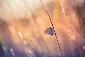 campo de pradera de naturaleza al atardecer con mariposa como concepto de fondo de otoño de primavera. hermoso prado de hierba seca puesta de sol escénica. increíble inspirar primer plano de la naturaleza. colores naturales de belleza, macro de fantasía de ensueño foto