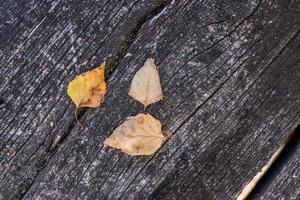 Rustic fall background of autumn leaves and decorative sunlight over a rustic background of barn wood. Artistic closeup, leaves on wooden board, copy space. Fall vintage template photo