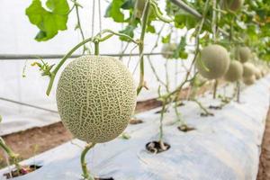 Fresh green Japanese cantaloupe melons plants growing in organic greenhouse garden photo