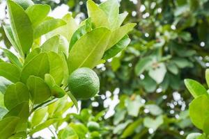 Fresh green lemon limes on tree in organic garden photo
