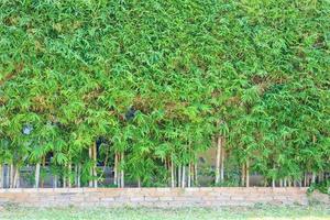 Bamboo tree with green leaves natural fence decoration outdoor background photo
