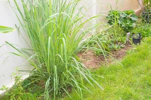 Lemongrass plant and leaves in organic garden photo