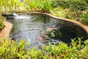 colorful fancy carps koi fish in garden pond photo