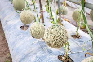 Fresh green Japanese cantaloupe melons plants growing in organic greenhouse garden photo