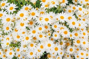 Beautiful white camomiles daisy flowers field on green meadow photo