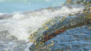 krabben op de rots op het strand, rollende golven, close-up video