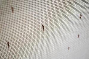 many mosquitoes on insect net wire screen close up on house window photo