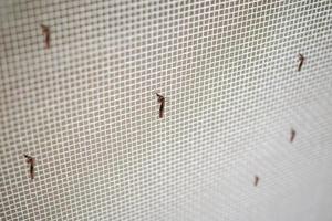 muchos mosquitos en la pantalla de alambre de la red de insectos se cierran en la ventana de la casa foto