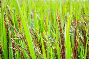 riceberry plant in green organic rice paddy field photo