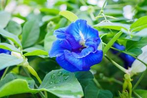 Fresh butterfly pea flower closeup photo