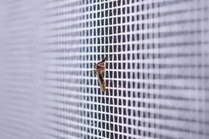 mosquito on insect net wire screen close up on house window photo