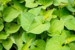 Houttuynia cordata kwon as fish mint or Plu Kaow Thai herbal medicine photo