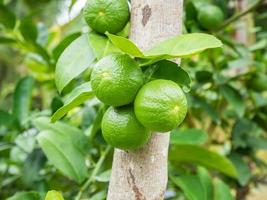 Fresh green lemon limes on tree in organic garden photo