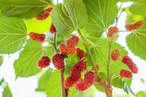 Fresh red mulberry fruits on tree branch photo