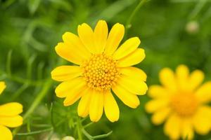 Beautiful daisy flowers on green meadow photo