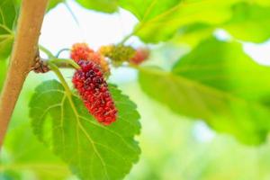frutas frescas de morera roja en la rama de un árbol foto