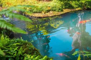 Carpas de fantasía coloridas peces koi en estanque de jardín foto