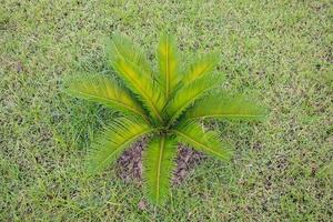 Cycad palm tree in the garden photo